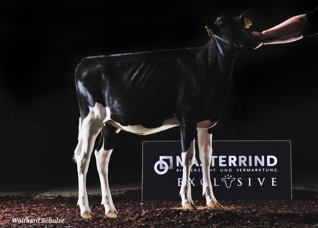 Female Embryos Of Lasenza Ex 95 Her Grand Dtr